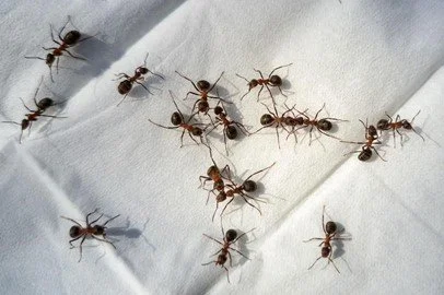 Ant Extermination - Reclaim Pest Control NYC