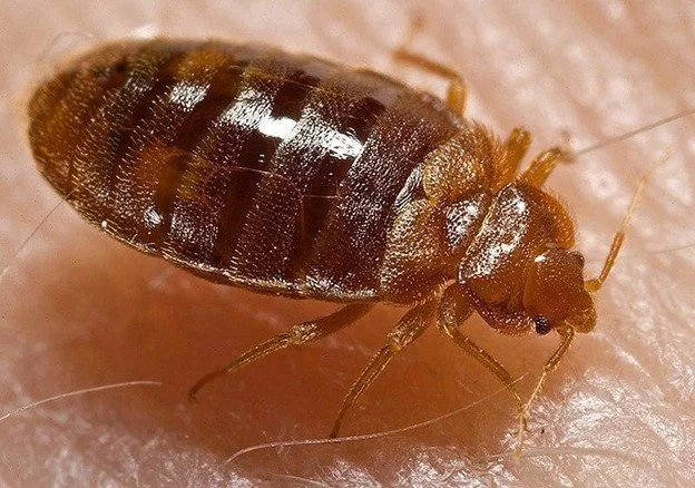 Bed Bug Treatment - Reclaim Pest Control NYC
