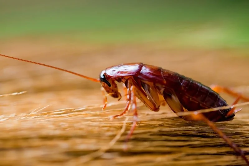 Cockroach Extermination - Reclaim Pest Control NYC