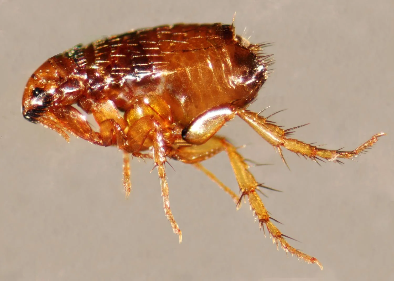 Flea Control - Reclaim Pest Control NYC