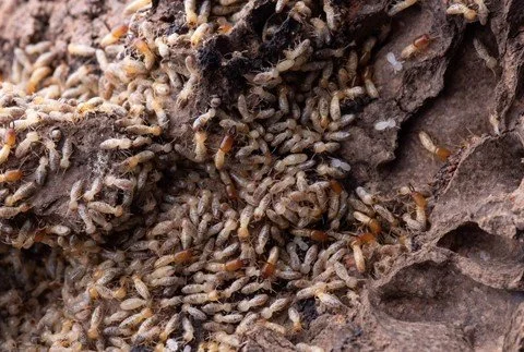 Termite Control - Reclaim Pest Control NYC
