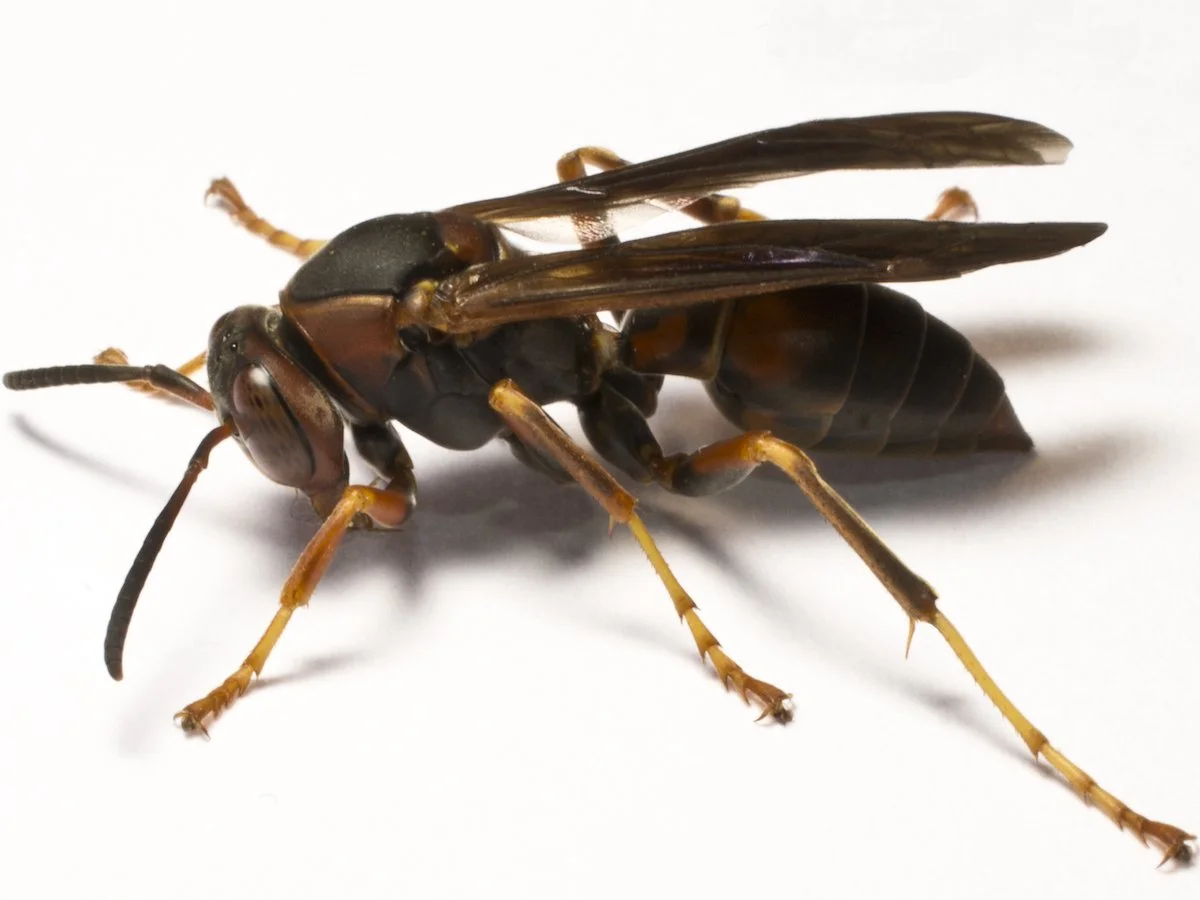 Wasp Removal - Reclaim Pest Control NYC